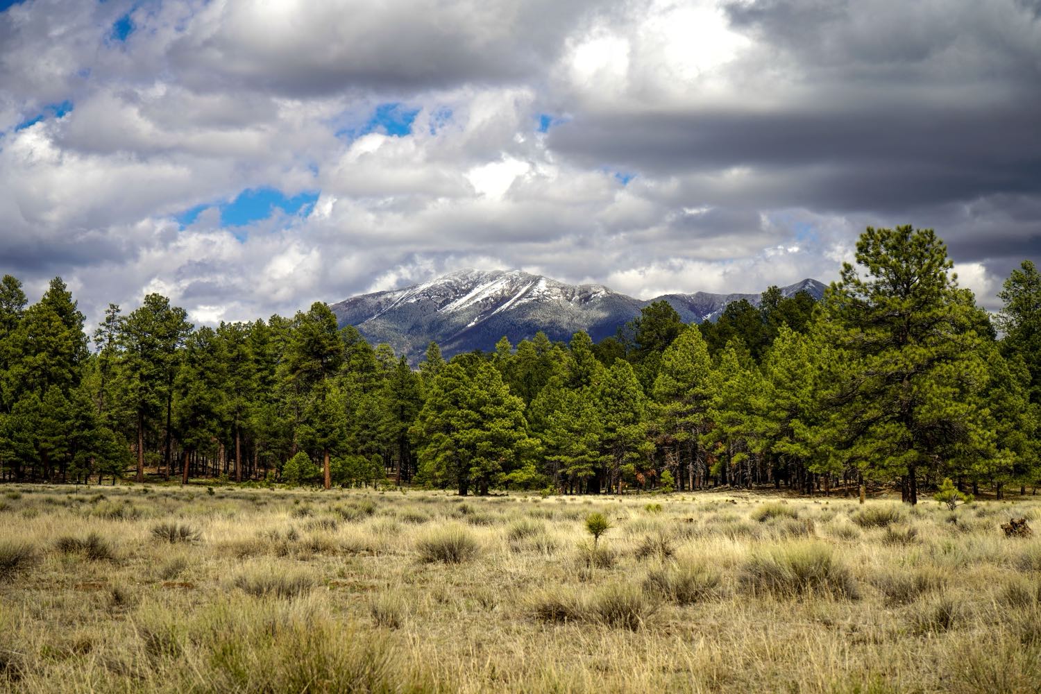 The San Francisco Peaks rising above ponderosa pine forest at Flagstaff, Arizona — the high-country payoff at the top of the I-17 climb from Phoenix